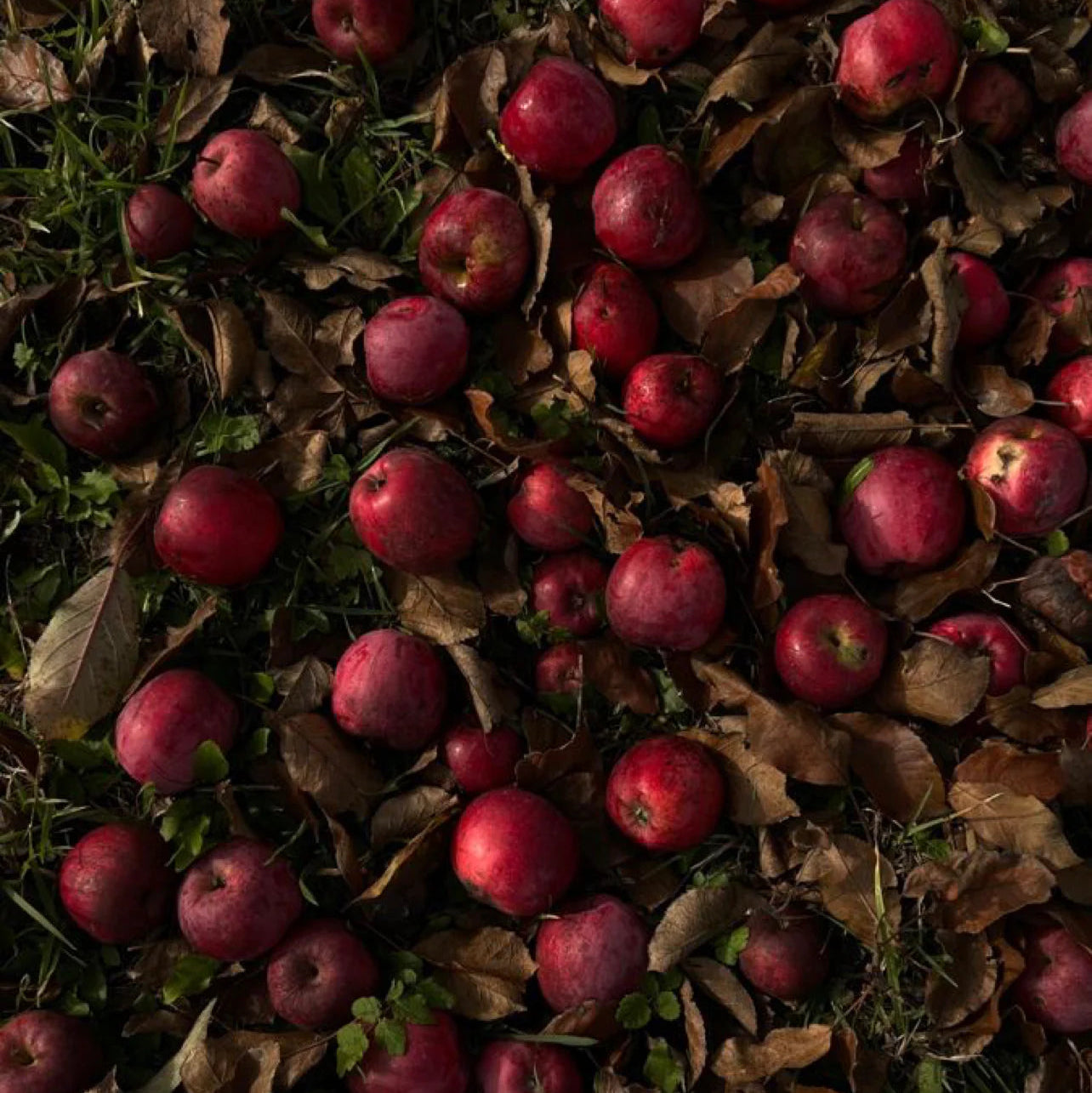 Woodland Apple-2 wick