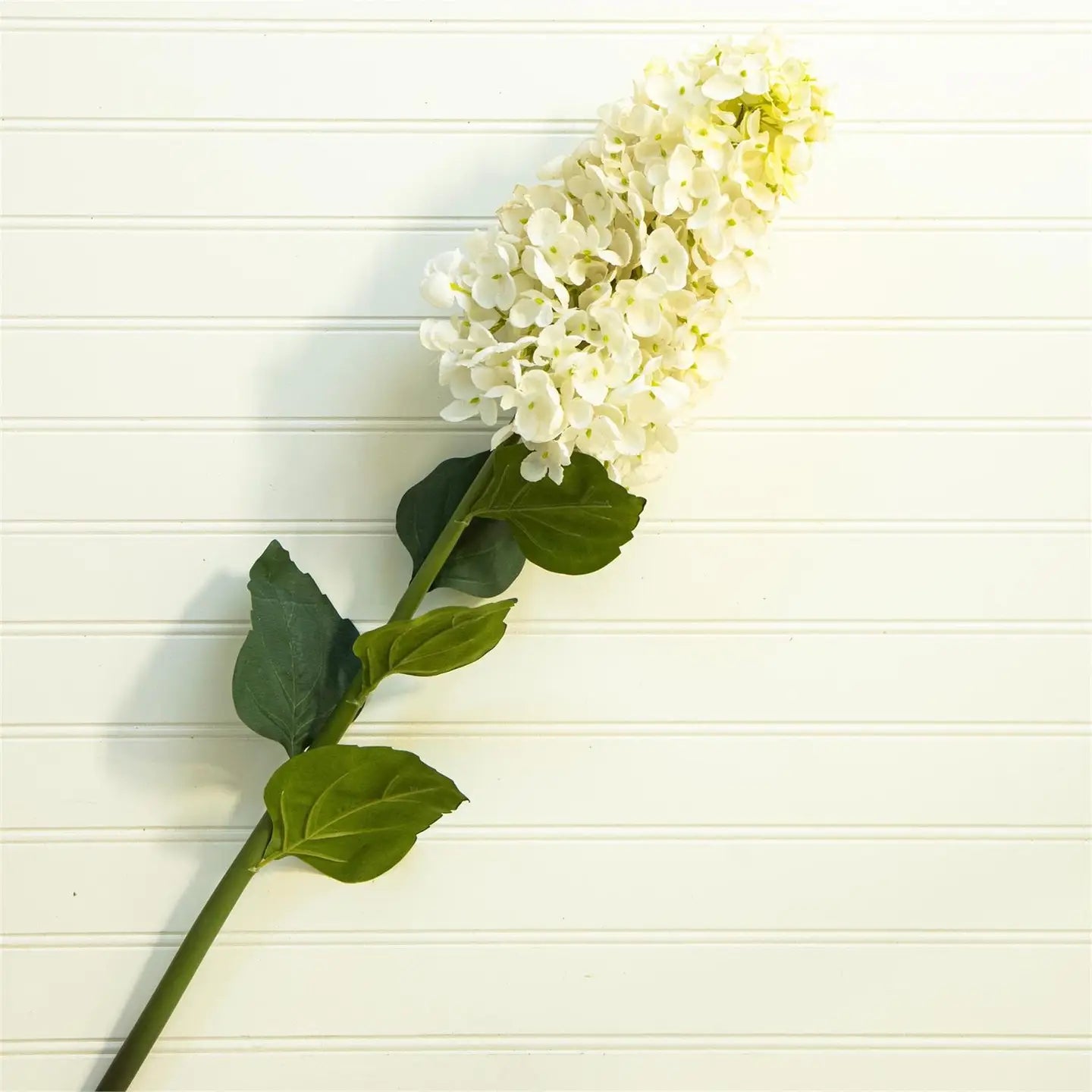 White Cone Hydrangea