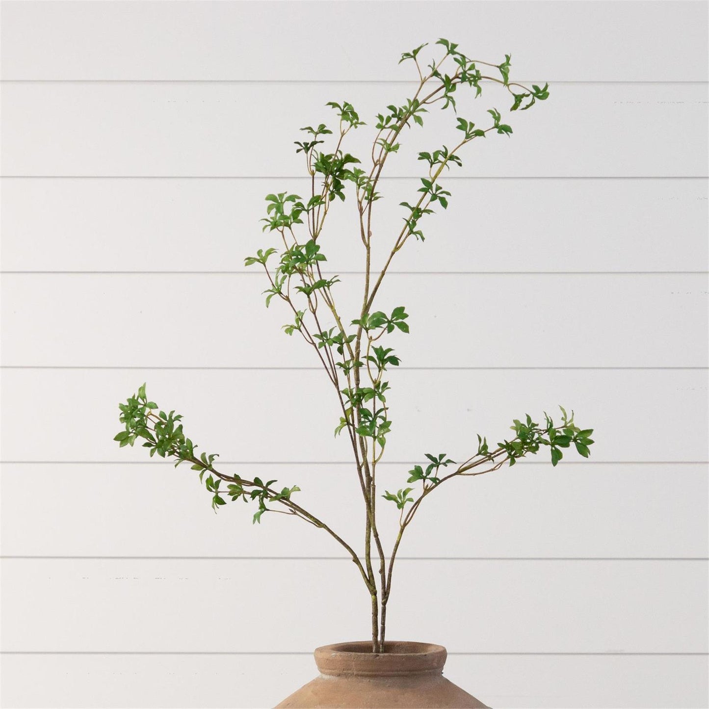 Branch - Blooming Enkianthus