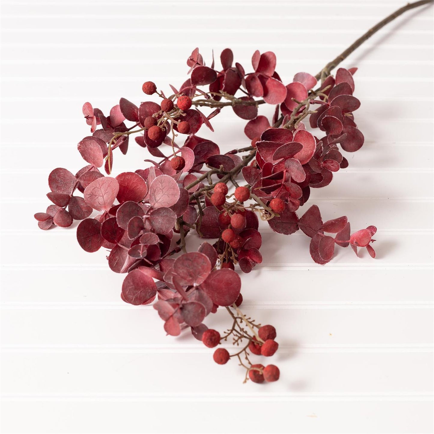 Red Eucalyptus Branch