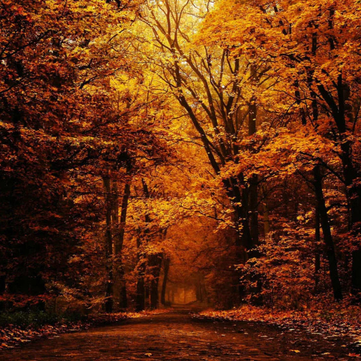Always Autumn