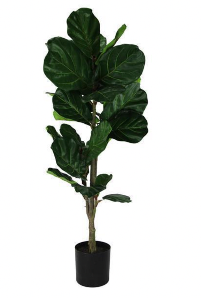 Fiddle Leaf Fig