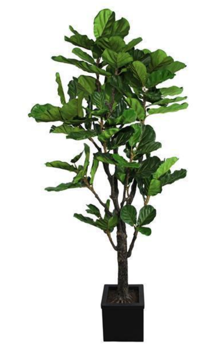 Fiddle Leaf Fig