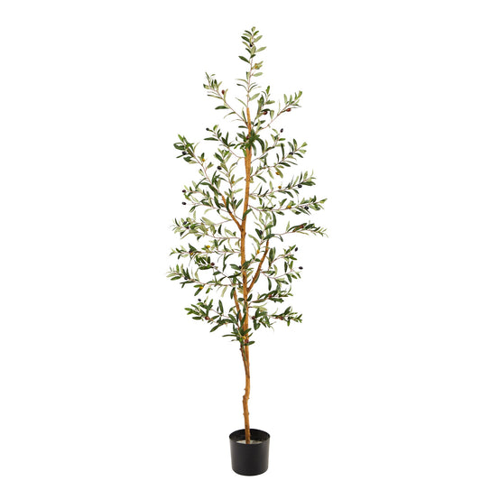 5'5" Olive Tree
