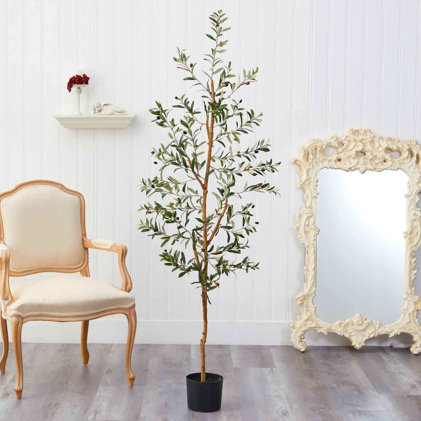 5'5" Olive Tree