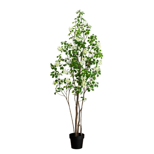 6' Dogwood Tree