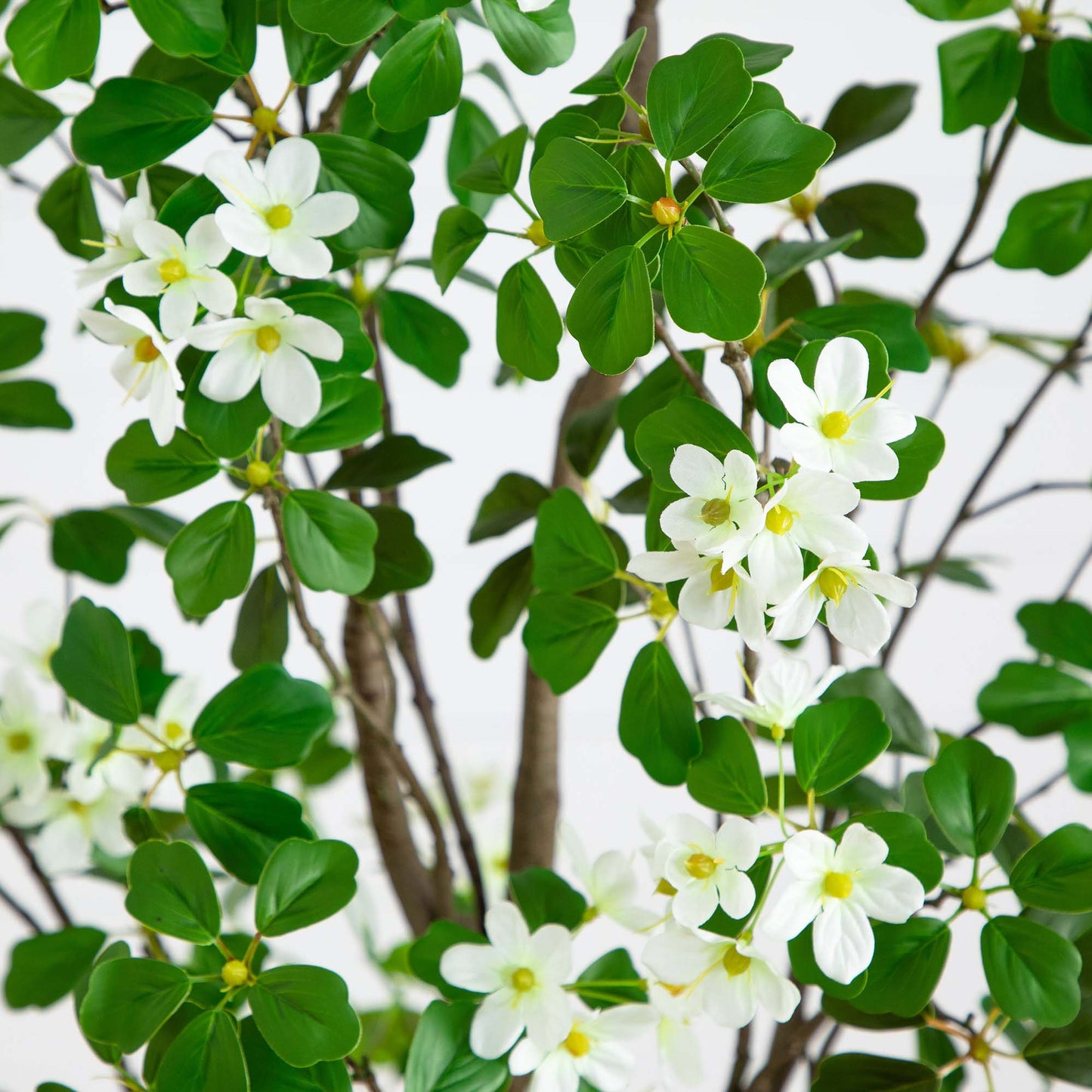 6' Dogwood Tree