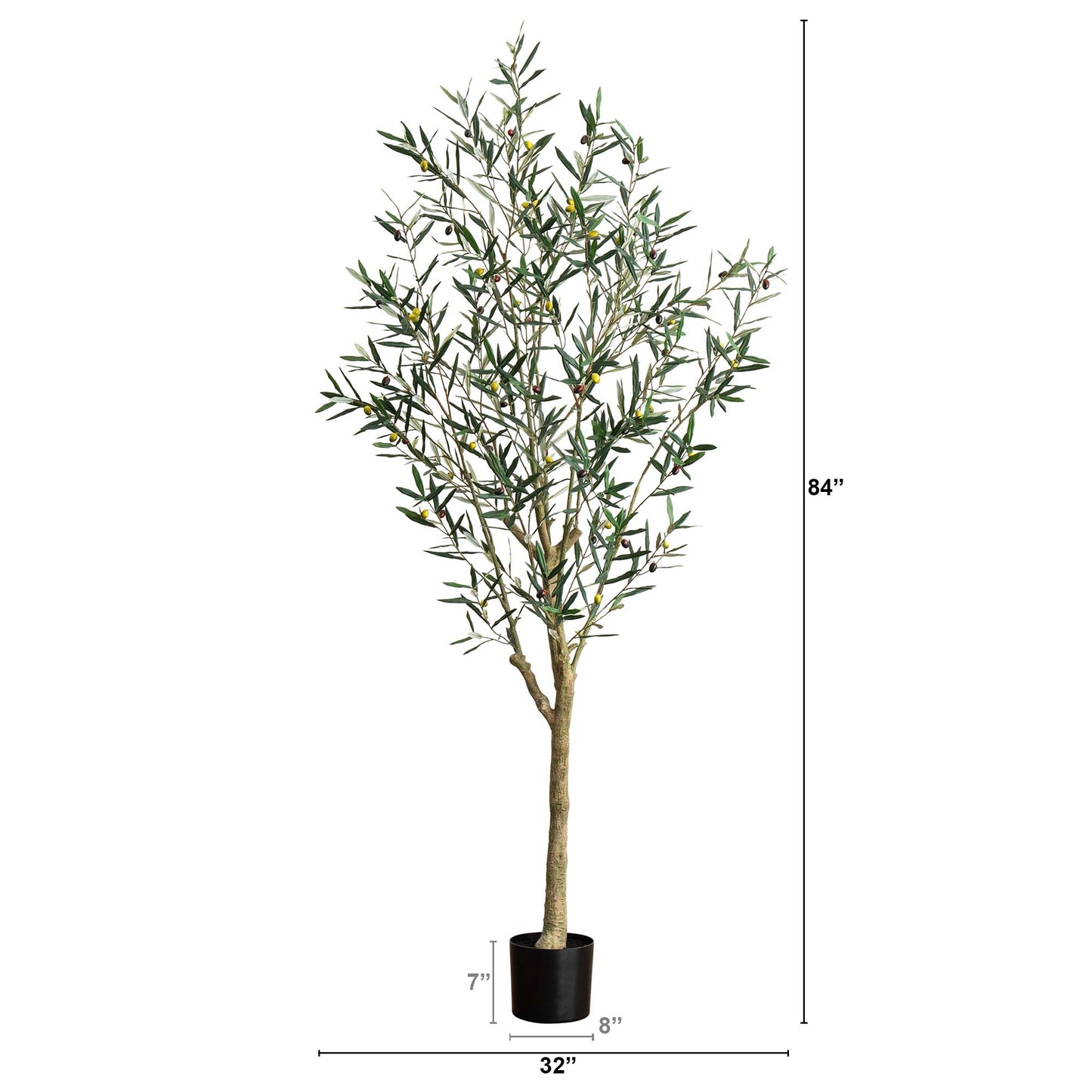 7' Greco Olive Tree