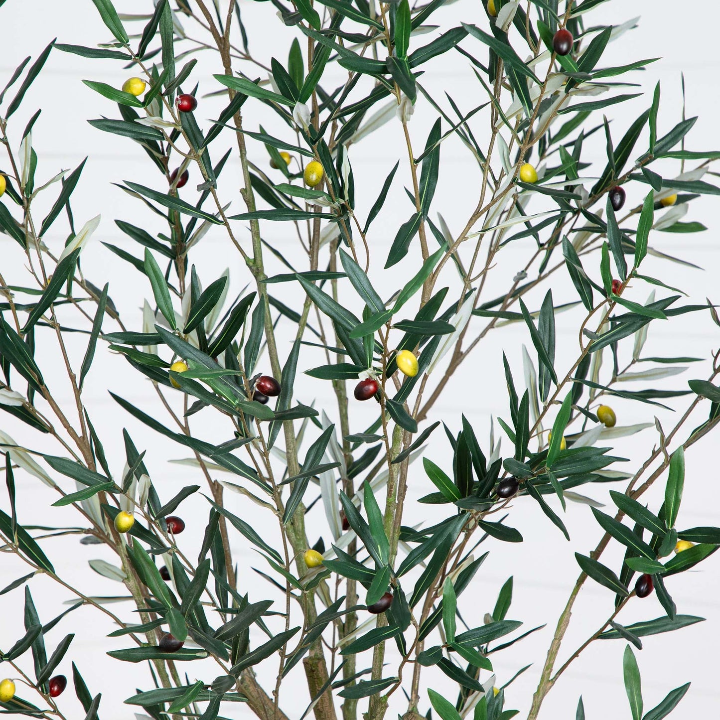 7' Greco Olive Tree
