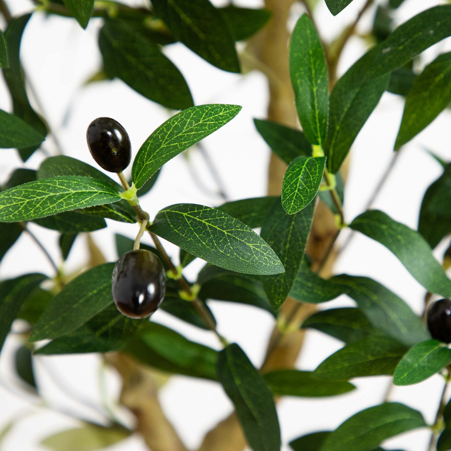 4' Olive Tree