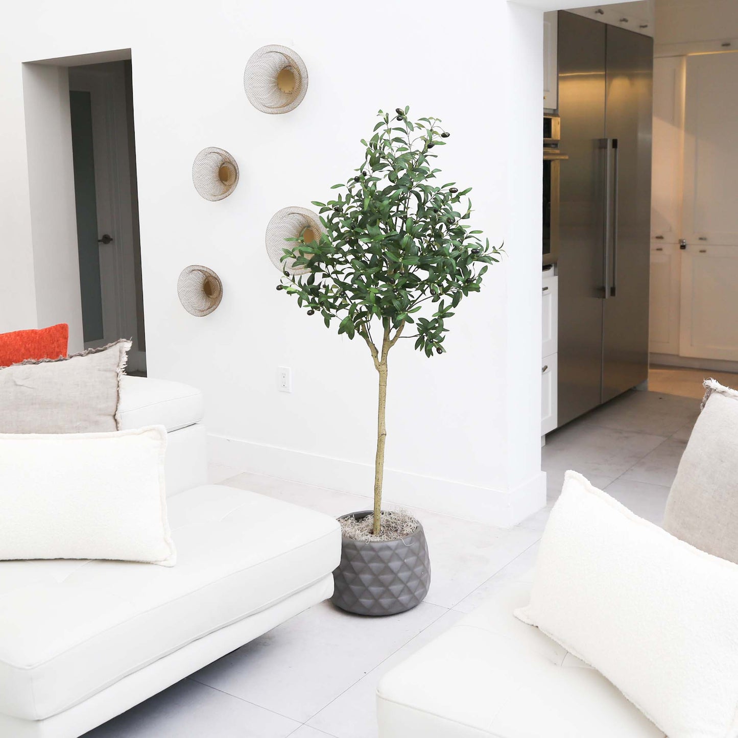 4' Olive Tree