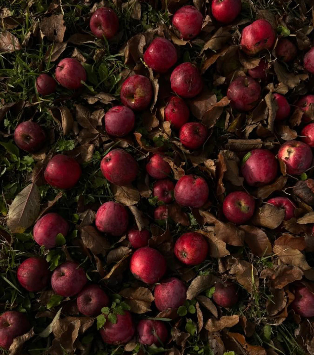 Woodland Apple 40 oz