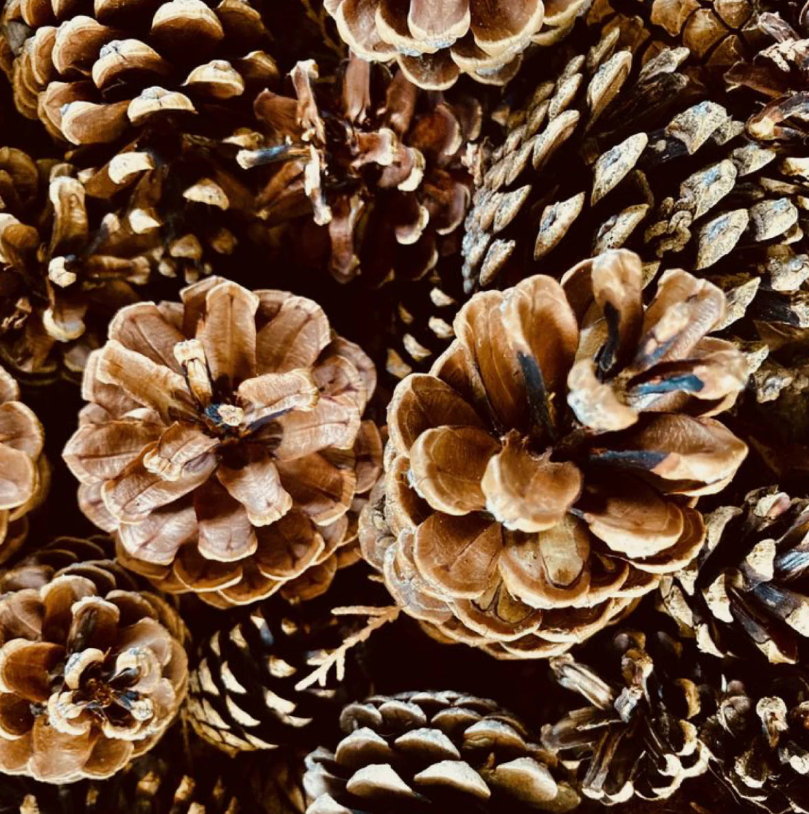 Toasted Pinecone 40 oz