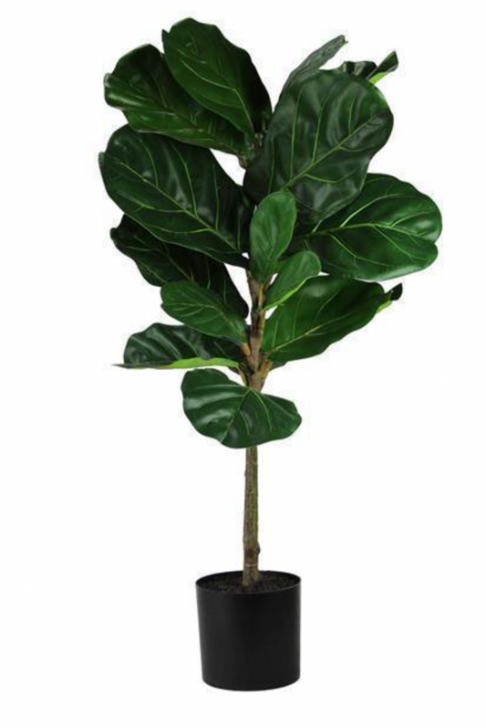 Fiddle Leaf Fig