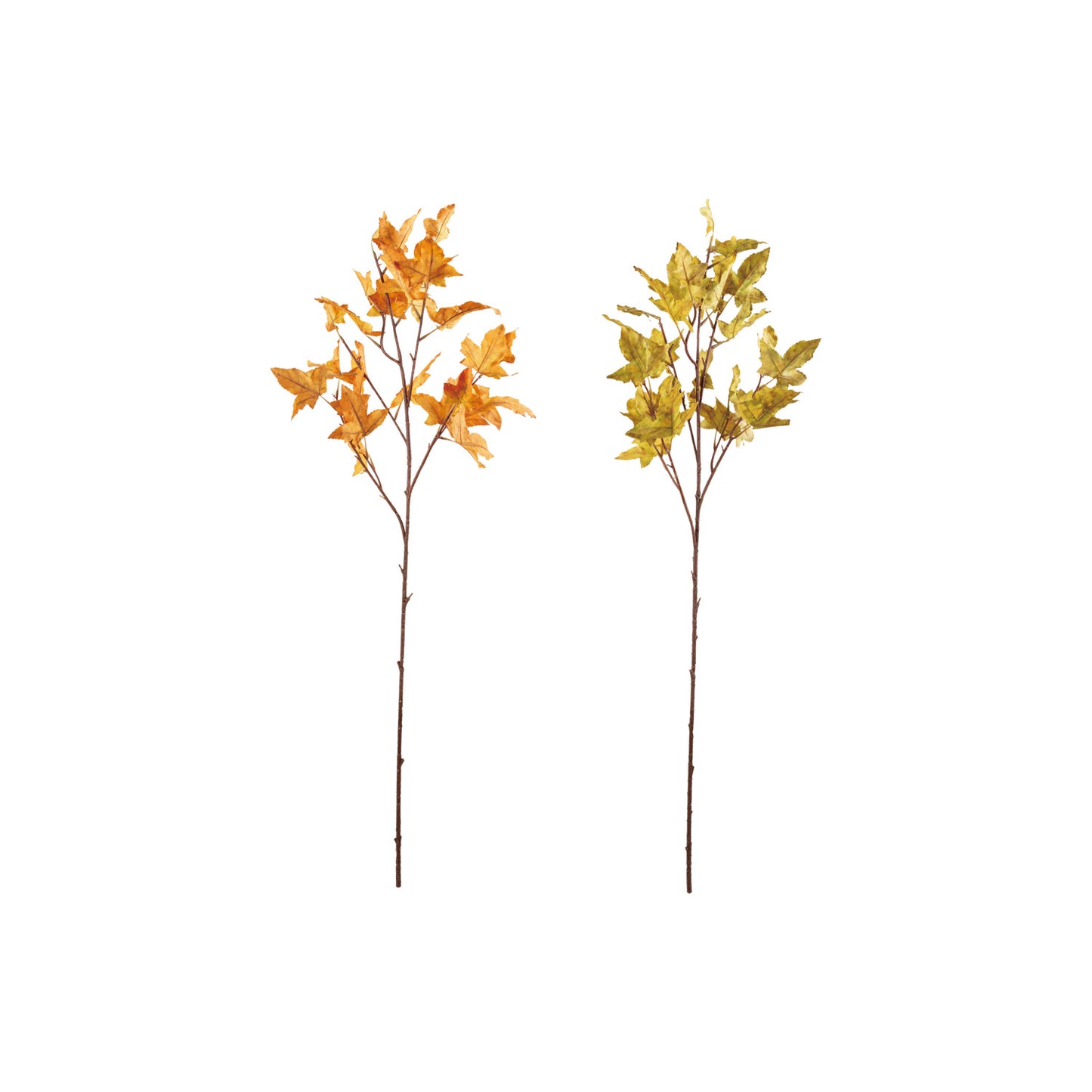 Maple Leaf Branches